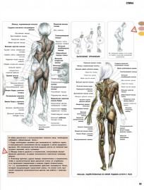 Ключивые моменты становой.